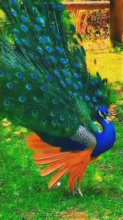 Peacock Dance Mor Dance 🦚🦚🥰🥰🥰😍😍 Video Danceperformance Peacock Youtube