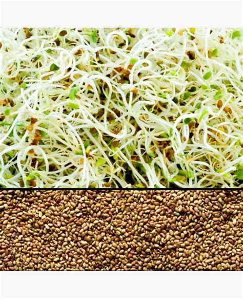 Lucerna Lucerna microgreen