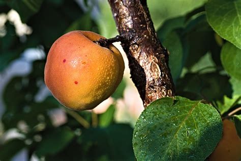 Apricot Fruit Organic Free Photo On Pixabay Pixabay