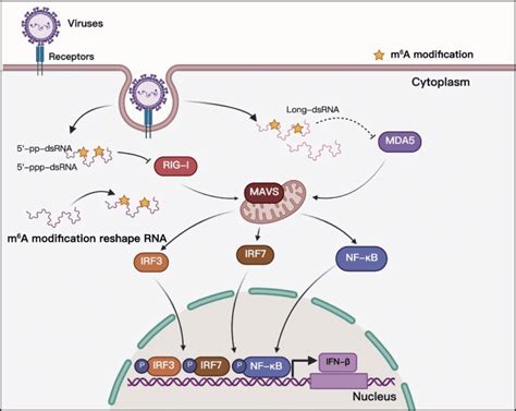 Frontiers N6 Methyladenosine Modification Of Viral Rna And Its Role