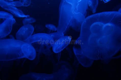 Blue Jelly Fish In Dark Water Stock Image Image Of Creature Ocean