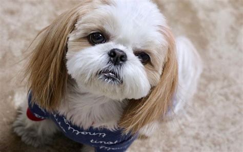 Overcoming Obesity In Shih Tzus Shih Tzu World