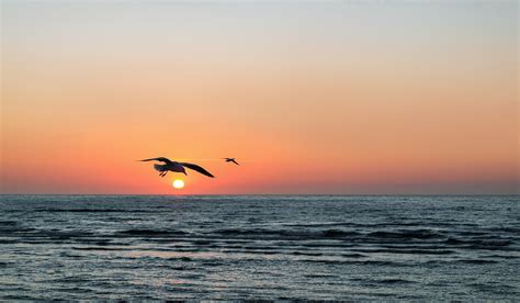 Free Images Beach Sea Coast Ocean Horizon Bird Sunrise Sunset