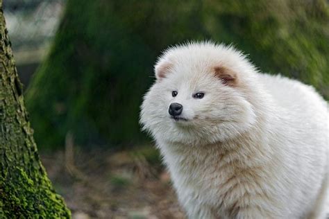 A Rare White Raccoon dog. https://ift.tt/2IPL9mV | Albino animals, Raccoon dog, Rare albino animals