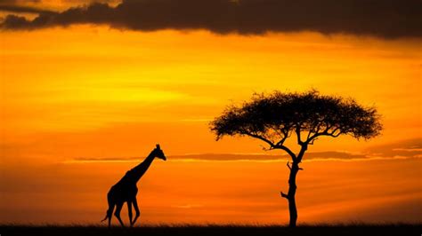 A Complete Guide to Silhouette Photography – Part 3