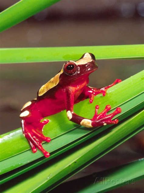 Clown Tree Frog Native To Surinam South America Photographic Print