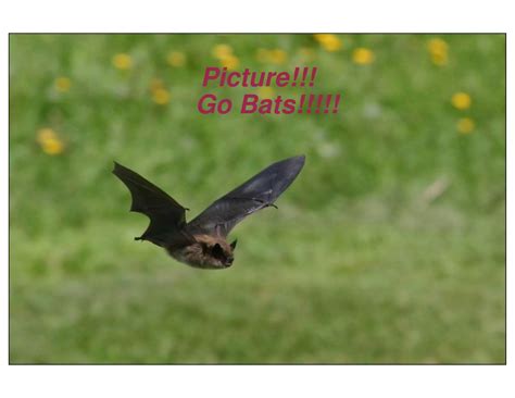 Little Brown Bats by Clement | PDF