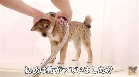 初めてのお風呂を超いい子ちゃんに終えた柴犬パピー。湯上がりのタオルを巻かれた姿までもうずーっと可愛い！【動画】 2021年6月14日