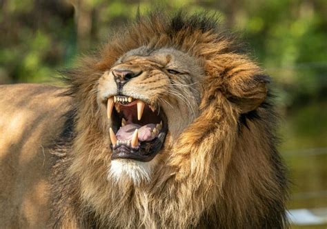 Qual É O Animal Mais Forte Da Selva - Qual é o animal mais forte do mundo?