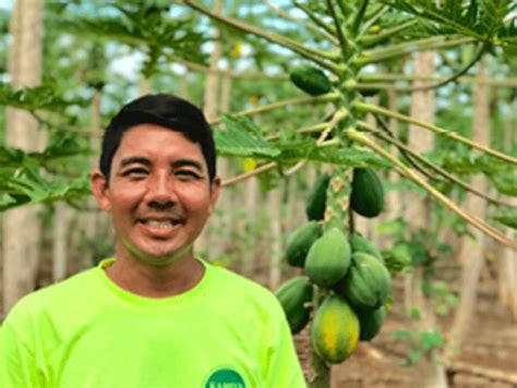 Gmo Stigma The Challenge Of Growing Virus Resistant Papaya In Hawaii