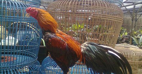 Jual Ayam Aduan