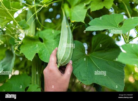 sponge plant california  res stock photography  images alamy