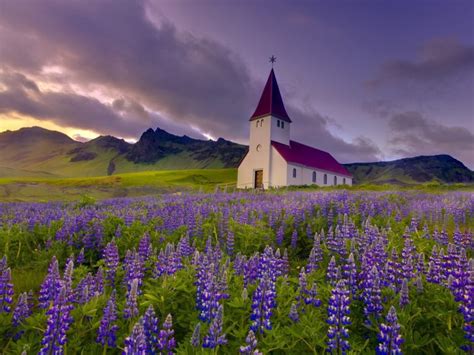 Purple Flowers Iceland - 768x576 - Download HD Wallpaper - WallpaperTip