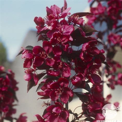 Malus Royalty Flowering Crab Apple Tree