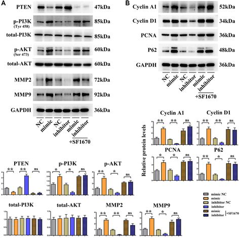 Sall4 Activates Pi3kakt Signaling Pathway Through Targeting Pten Thus