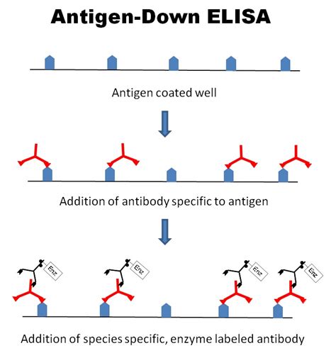 Elisa Diagram Elisa Assay Indirect Types Enzyme Linked Immun