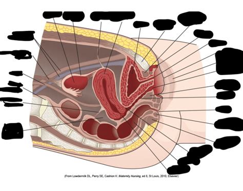 Pelvic Cavity Anatomy Quiz