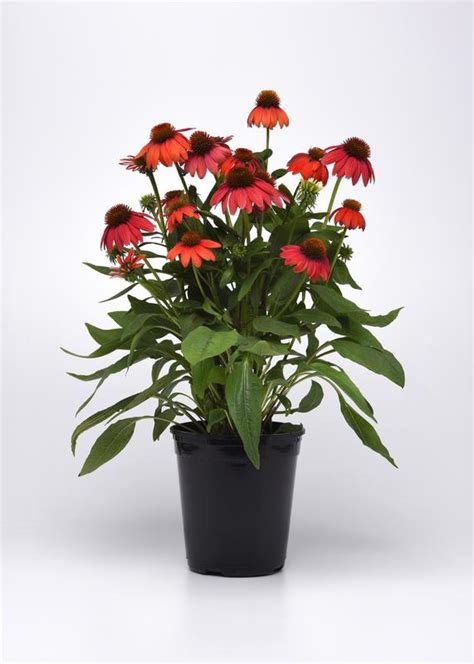 Echinacea Artisan Collection Red Ombre Seed