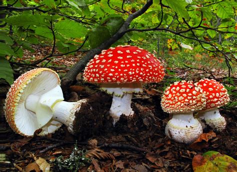 A Beginners Guide To Amanita Muscaria Mushrooms