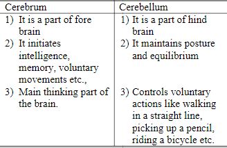 List In Tabular Form Three Distinguishing Features Between Cerebrum And C