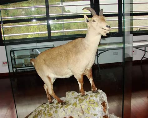 Pyrenean ibex - Facts, Diet, Habitat & Pictures on Animalia.bio