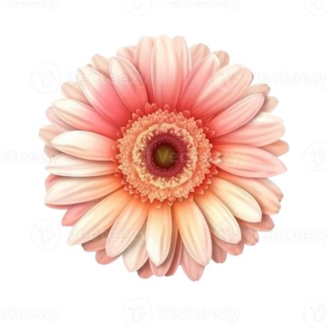 Free Gerbera Flower Hear Isolated 21665622 Png With Transparent Background