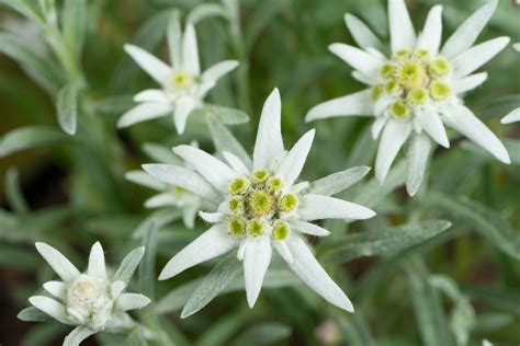 Edelweiss Flower Meaning Best Flower Site