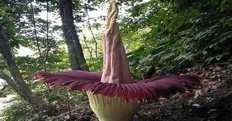 Wisata Bunga Bangkai Raksasa Amorphophallus Titanum Mekar Di Bengkulu