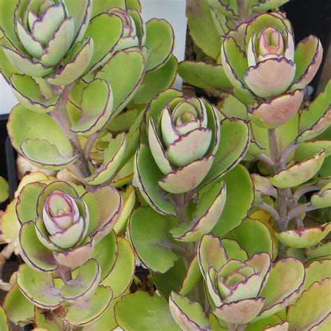 Kalanchoe Fedtschenkoi Fa Compacta