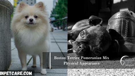 Boston Terrier Pomeranian Mix: Pictures, Care, Cost And More.