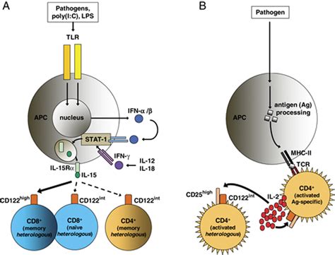 Bystander Activation Of Cd T Cells Boyman European Journal