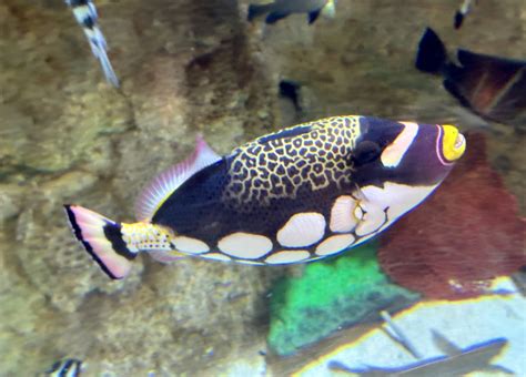 clown triggerfish balistoides conspicillum zoochat