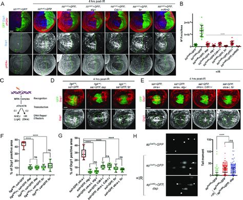 Ddr Pathway Analysis In Cell Cycle Arrested And Endocycle Induced Cells