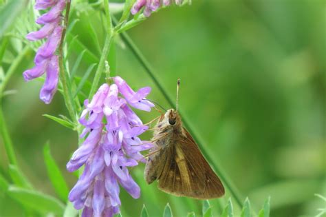 Broad Winged Skipper From Frontenac County ON Canada On July 13 2023