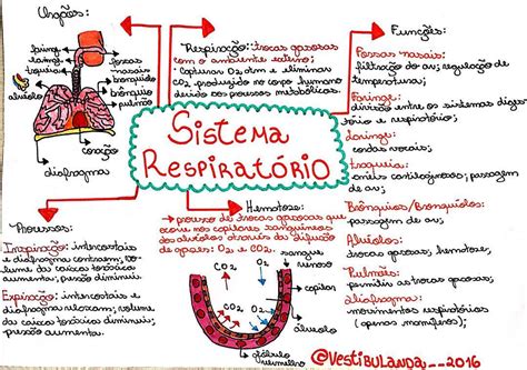 Resumo sobre Sistema Respiratório Biologia Estuda ENEM