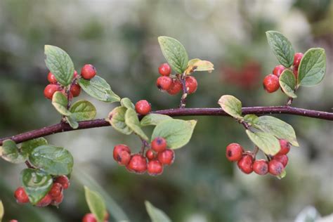 Vroege Vogels Foto Planten Cotoneaster