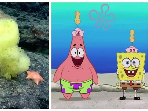 Marine Biologists Find Real Life Spongebob Squarepants Patrick Star On Atlantic Ocean Seabed