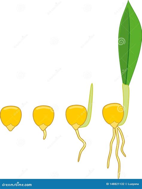 Sequential Stages of Corn Maize Seed Germination Stock Vector ...