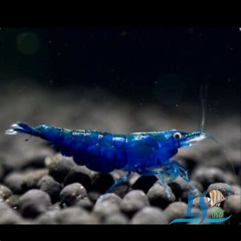 Blue Diamond Shrimp Neocaridina Sp 5 Piece By LS Group Lazada