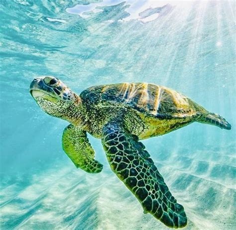 A Green Turtle Swimming In The Ocean With Sunlight Shining On It S Back