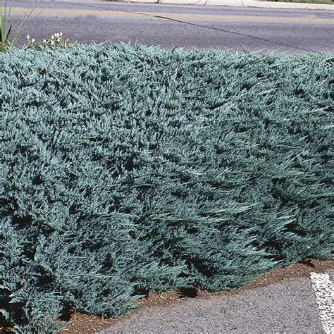 Creeping Juniper Blue Chip Juniperus Horizontalis MyGardenLife