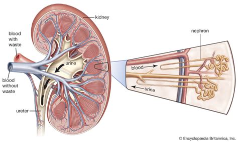 Diabetic nephropathy | medical disorder | Britannica