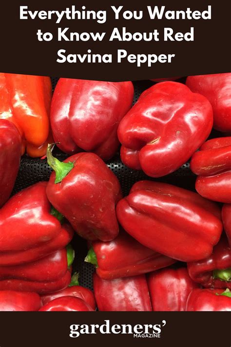 Everything You Wanted To Know About Red Savina Pepper