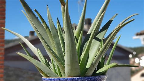 Todo Sobre El Aloe Vera Características Y Cuidados