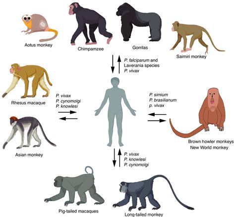 | Potential transmission of malaria parasites between humans and ...