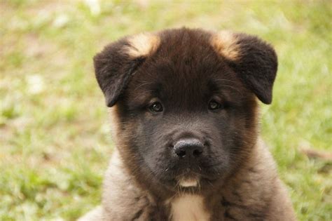 American Akita Welpen Akita Club e V Verein für Akita American Akita