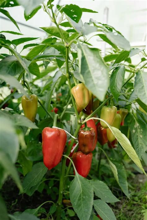 Paprika D Ngen Wie K Nnen Sie Paprika Richtig D Ngen Um Das Wachstum