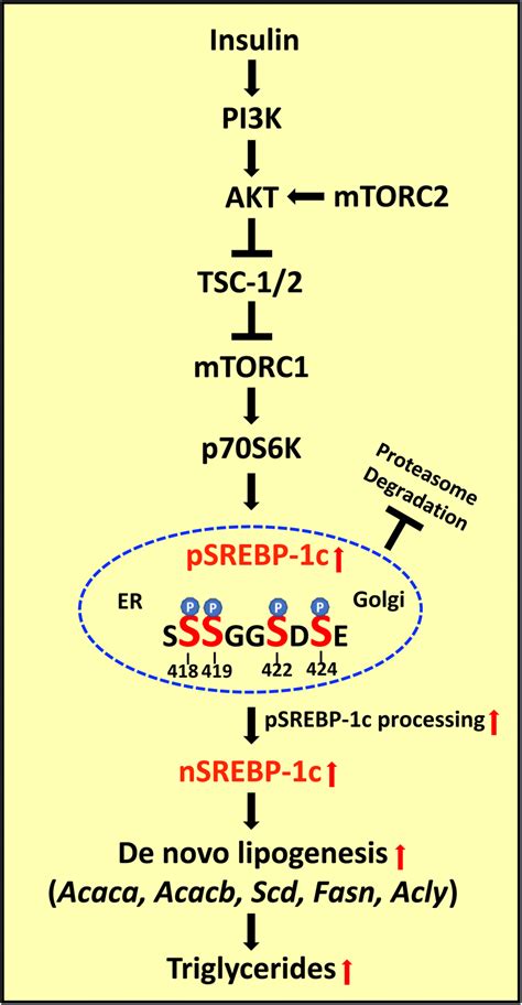 Diagram Illustrating Possible Mechanism Of MTOR On Lipogenesis Through