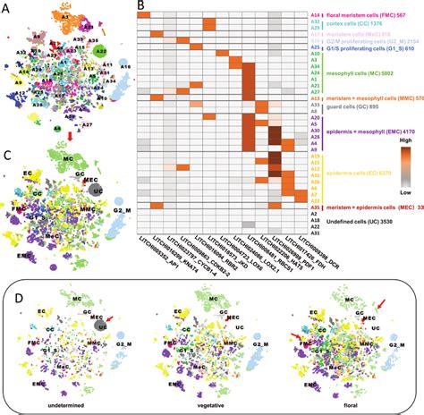 Heterogeneity Analysis Of Cells In Different Litchi Bud Types A