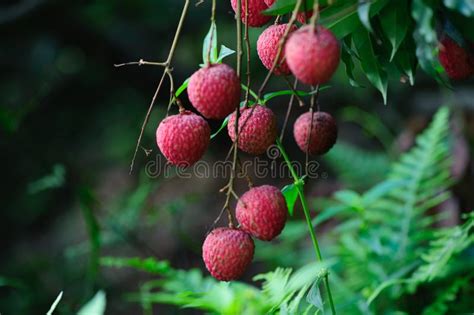 Lychee Tropical Fruits Stock Image Image Of Growth 120472775